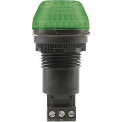Auer Signalgeräte signální osvětlení LED IBS 800506405 zelená zelená trvalé světlo, blikající světlo 24 V/DC, 24 V/AC