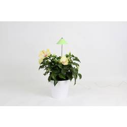 Venso LED lampa na rostliny SUNLiTE pevně vestavěné LED 7 W neutrální bílá 1 ks
