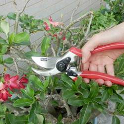 Siena Garden CG1020 nůžky na trávu 21.5 cm bypass