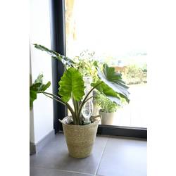 Hozelock 100-101-072 Zavlažovací kužel