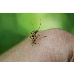 Gardigo mosquito repeller 66985 odpuzovač komárů a jiného hmyzu (š x v x h) 65 x 65 x 68 mm bílá 1 ks