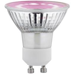 Paulmann LED lampa pro růst rostlin 230 V GU10 3.5 W jantar 1 ks
