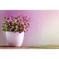 Paulmann LED lampa pro růst rostlin 230 V GU10 3.5 W jantar 1 ks