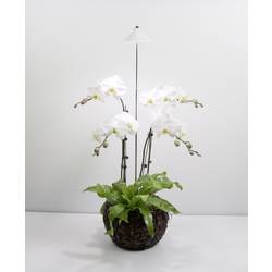 Venso LED lampa na rostliny SUNLiTE 230 V pevně vestavěné LED 7 W neutrální bílá 1 ks