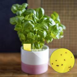 Gardigo 668066 lepící lapače na hmyz lepicí fólie (š x v) 6 cm x 10 cm žlutá 6 ks