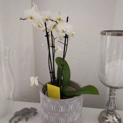 Gardigo 668066 lepící lapače na hmyz lepicí fólie (š x v) 6 cm x 10 cm žlutá 6 ks