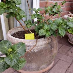 Gardigo 668066 lepící lapače na hmyz lepicí fólie (š x v) 6 cm x 10 cm žlutá 6 ks