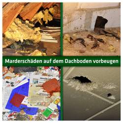 Gardigo 60036INT odpuzovač kun, 1 ks