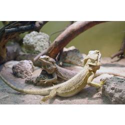 Arnold Rak HK-8,0-F topný kabel 230 V 120 W 8 m s ochranou proti zamrznutí