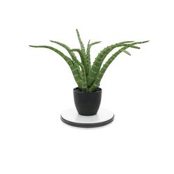 Europalms 50701195 otočný talíř