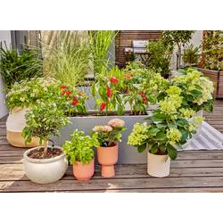 GARDENA Systém Micro-Drip 13400-20 Kompletní zavlažovací set 13 mm (1/2) Ø Zavlažování teras (30 rostlin)