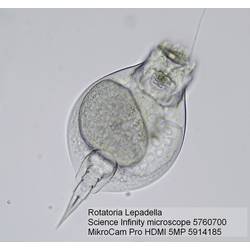 Bresser Optik 5760700 Science Infinity mikroskop s procházejícím světlem trinokulární 1000 x procházející světlo