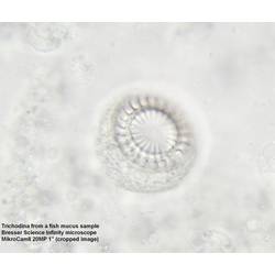 Bresser Optik 5760700 Science Infinity mikroskop s procházejícím světlem trinokulární 1000 x procházející světlo