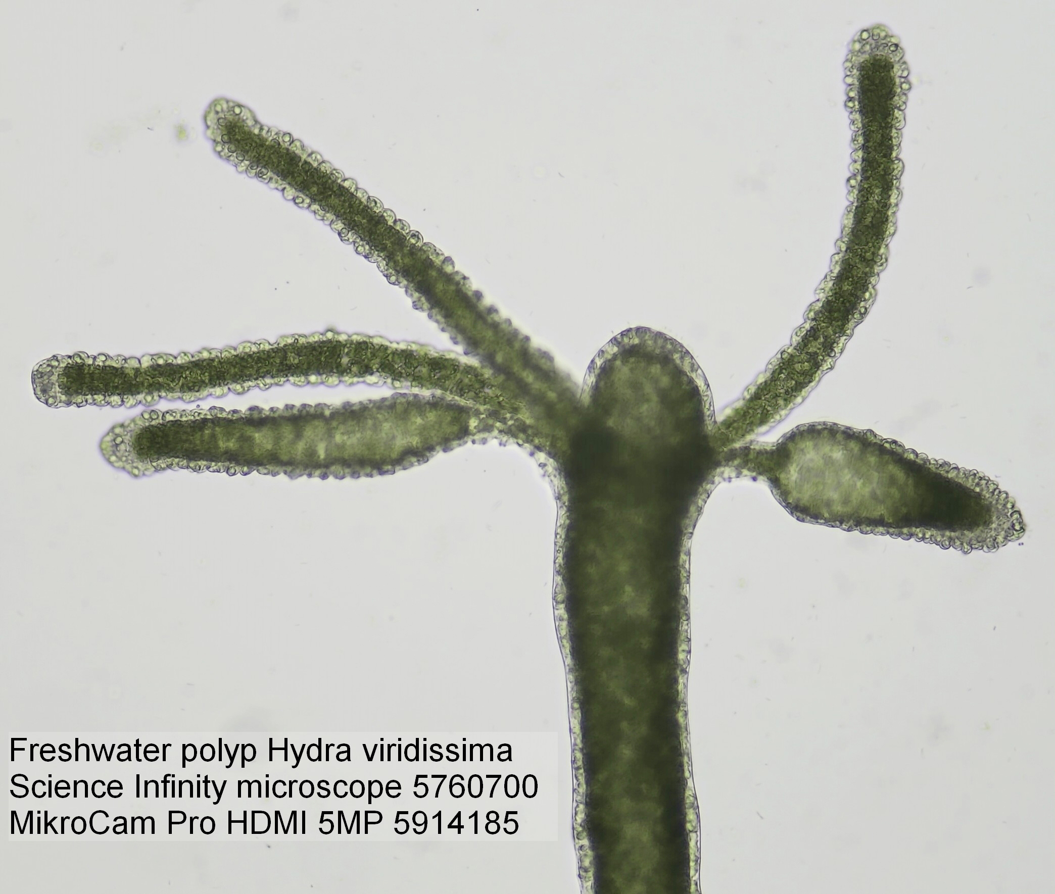 Bresser Optik 5760700 Science Infinity mikroskop s procházejícím světlem trinokulární 1000 x procházející světlo