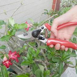 Siena Garden CG1070 nůžky na trávu 21.5 cm bypass