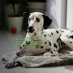 Rokid AI Smart Glasses 12MP Ultra-HD Cam Translation & Open-Ear Audio Sunglasses brýle pro rozšířenou realitu černá 32 GB paměť: 32 GB