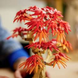 LEGO® Botanicals™ 10348 Japanischer Roter Ahorn – Bonsai-Baum
