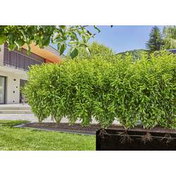 GARDENA Systém Micro-Drip 13500-20 Kompletní zavlažovací set 13 mm (1/2) Ø Sada živých plotů a keřů (25 m)