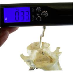 Berger & Schröter digital 50 kg 31928 ruční váha digitální